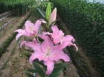 [Pardini CH 18-20 091120.JPG]
